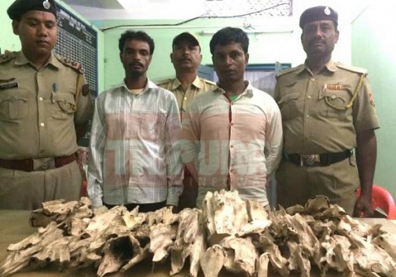 2 persons presented before court for wood smuggling   